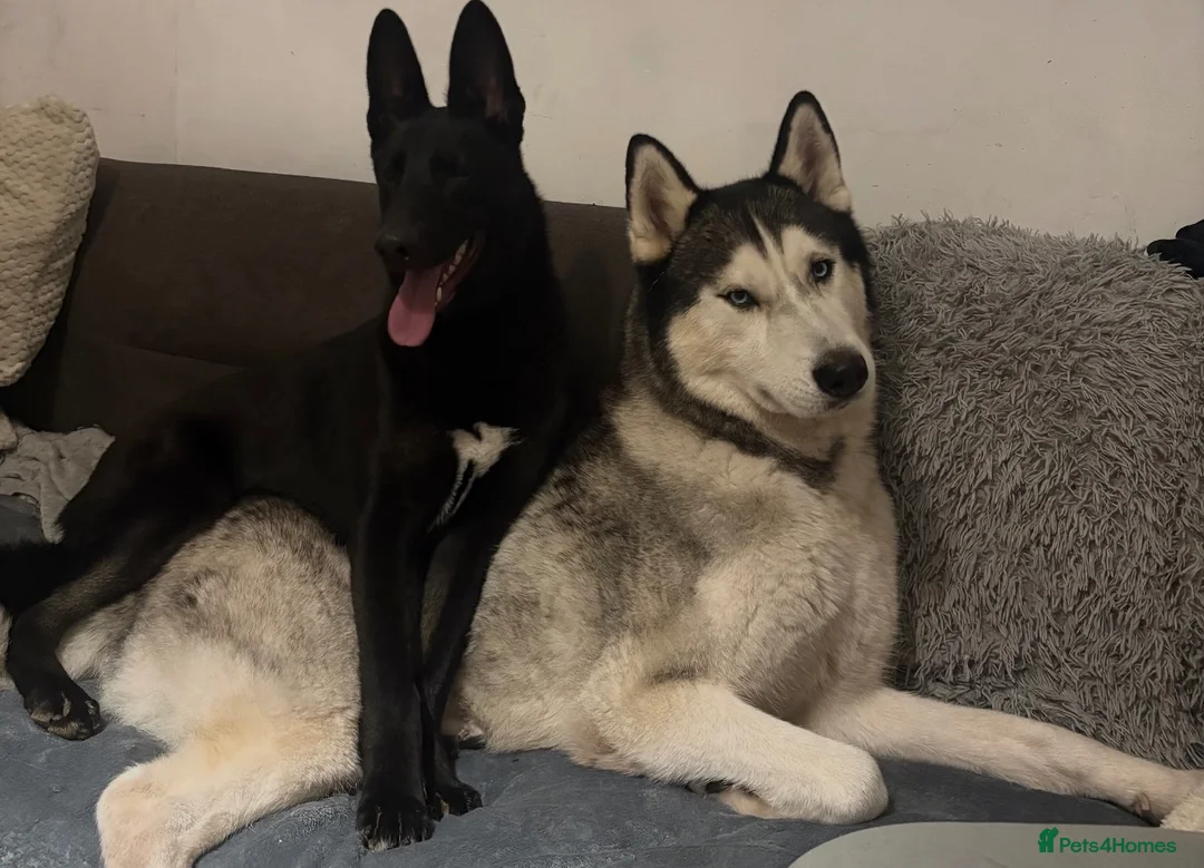 Shepsky dogs for sale: Puppies for sale - Advert 2
