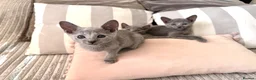 Russian Blue cats for sale: TICA Registered Russian Blue Kittens - Advert 3