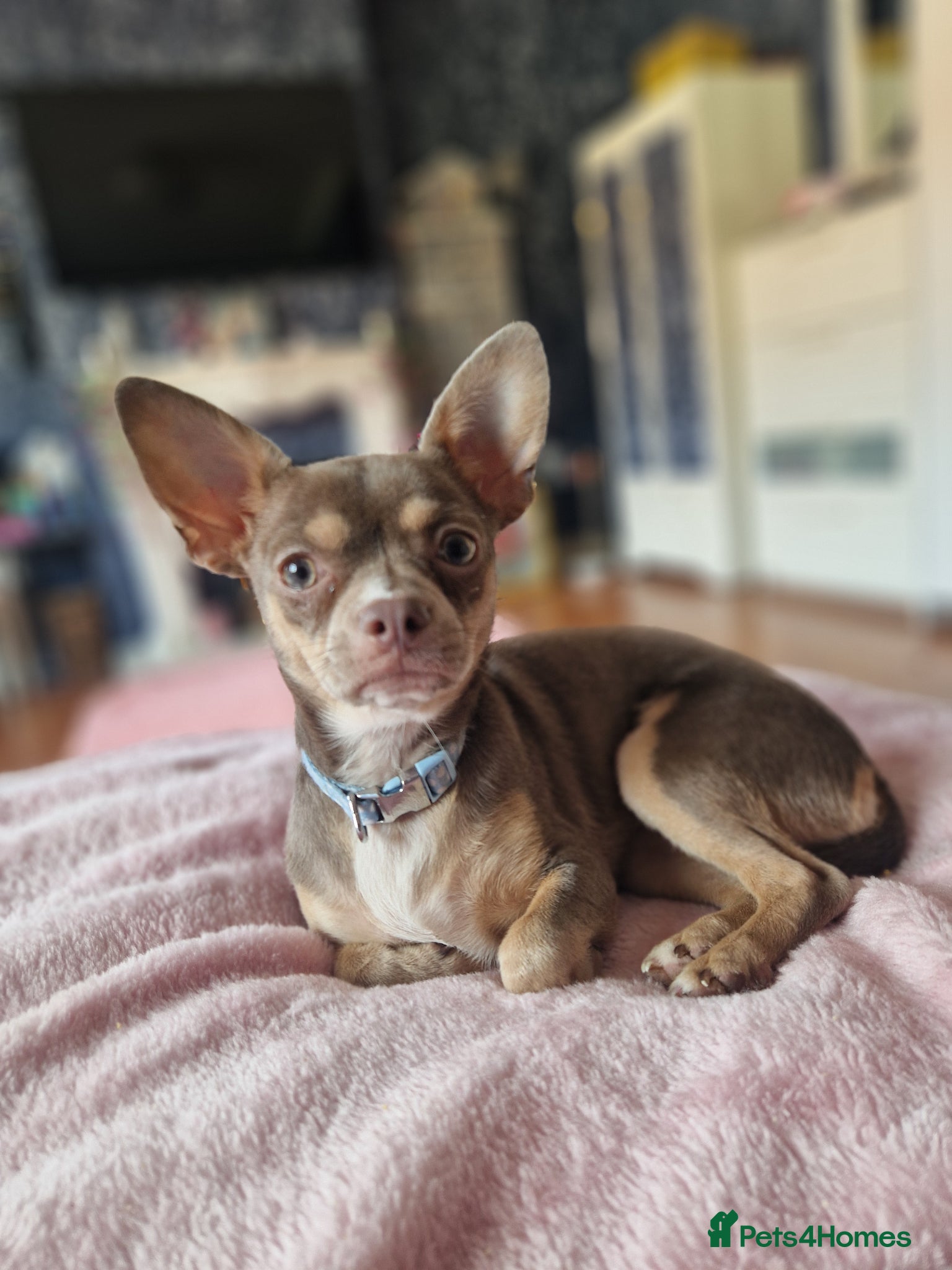 Chihuahua dogs 9 month old chihuahua bitch  - Advert 4