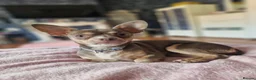Chihuahua dogs for sale: 9 month old chihuahua bitch  - Advert 1