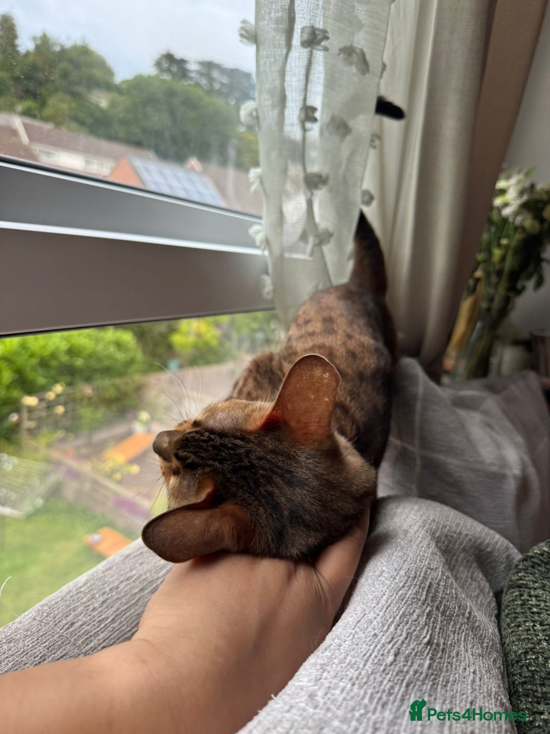 Bengal cats for sale: Sweet bengal looking for her quiet, loving home - Advert 3