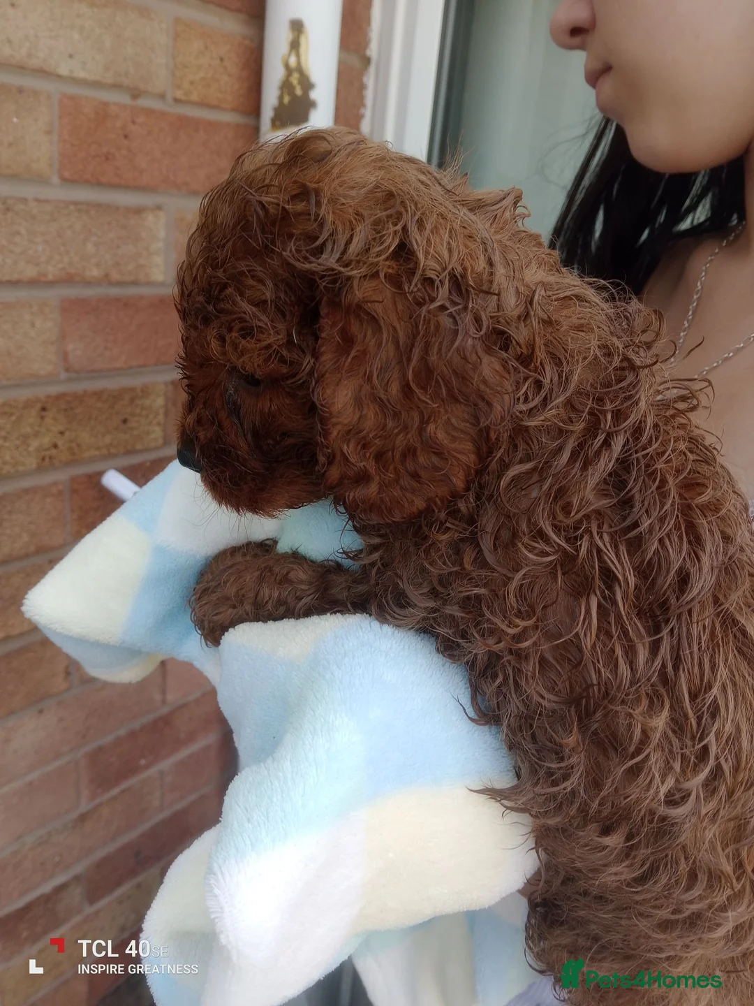 Cavapoo dogs for sale: Stunning little fix red  boy  - Advert 10