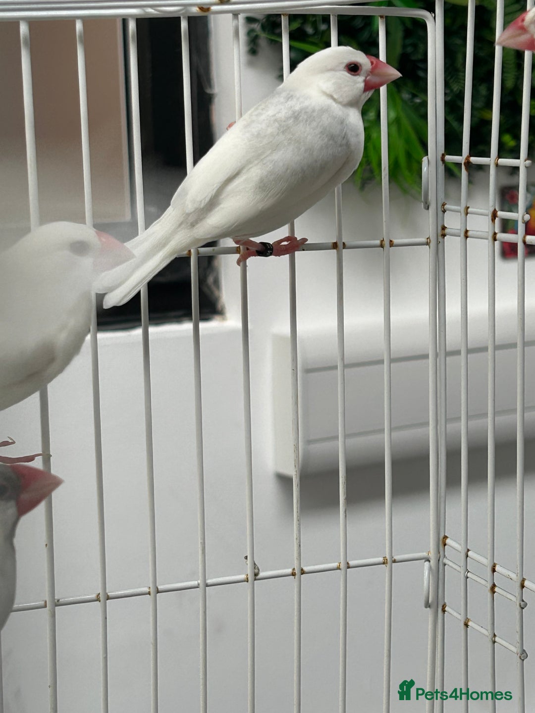Finches birds for sale: Various Stunning Baby Finches  - Image 4