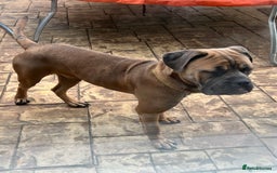 Cane Corso dogs for sale: Cane corso for rehome - Image 3
