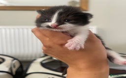 Ragdoll cats for sale: Beautiful fluffy ragdoll X kittens  - Image 3