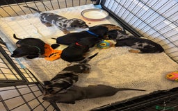 Dachshund dogs for sale: Miniature dachshunds - Image 10