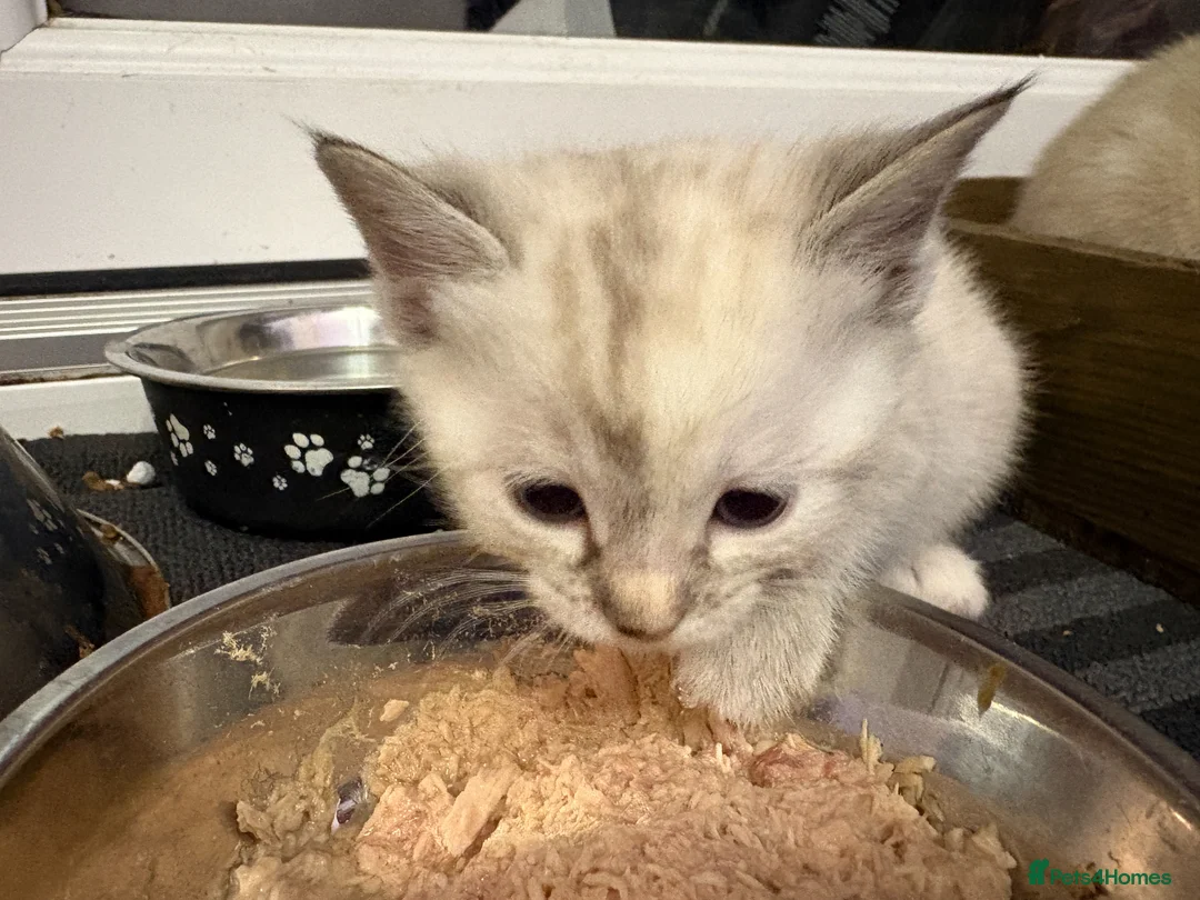 Bengal cats for sale: Snow Bengals Female + Male Available 27th March - Advert 2