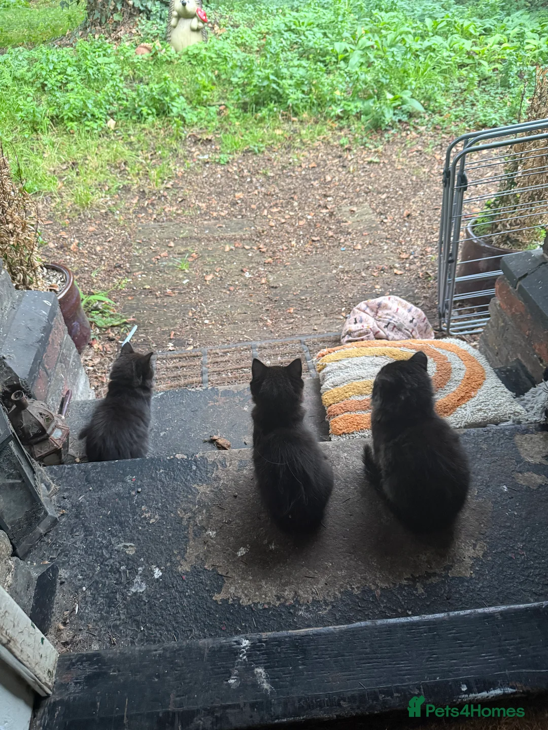 Ragdoll cats for sale: Adorable Ragdoll/ Maine Coon Mix for Forever Homes - Advert 11