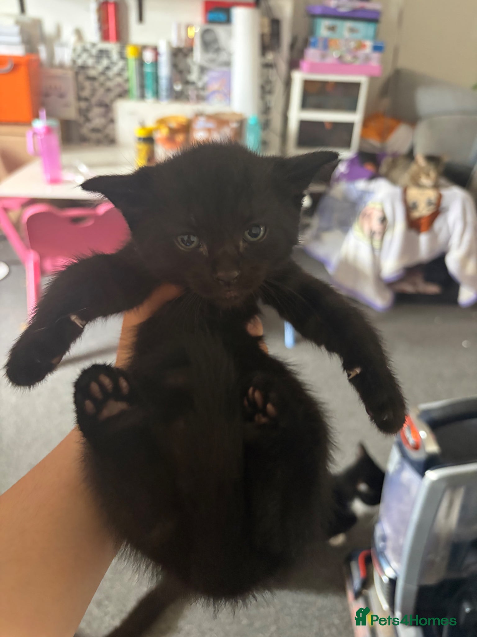 British Shorthair cats Black kittens - Advert 2