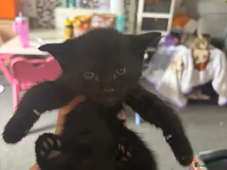 British Shorthair cats Black kittens - Advert 2