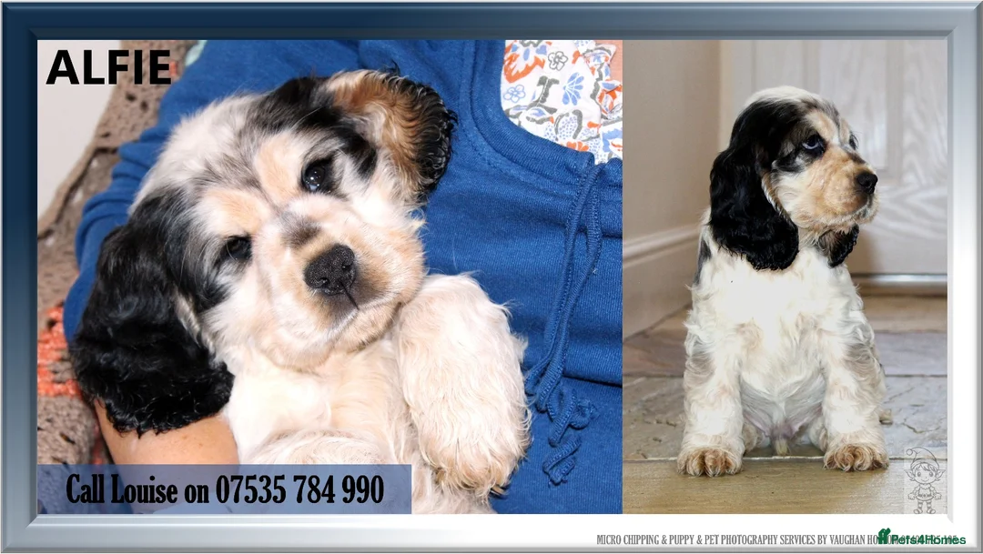 Cocker Spaniel dogs for sale: KC registered Cocker Spaniel.  - Advert 11