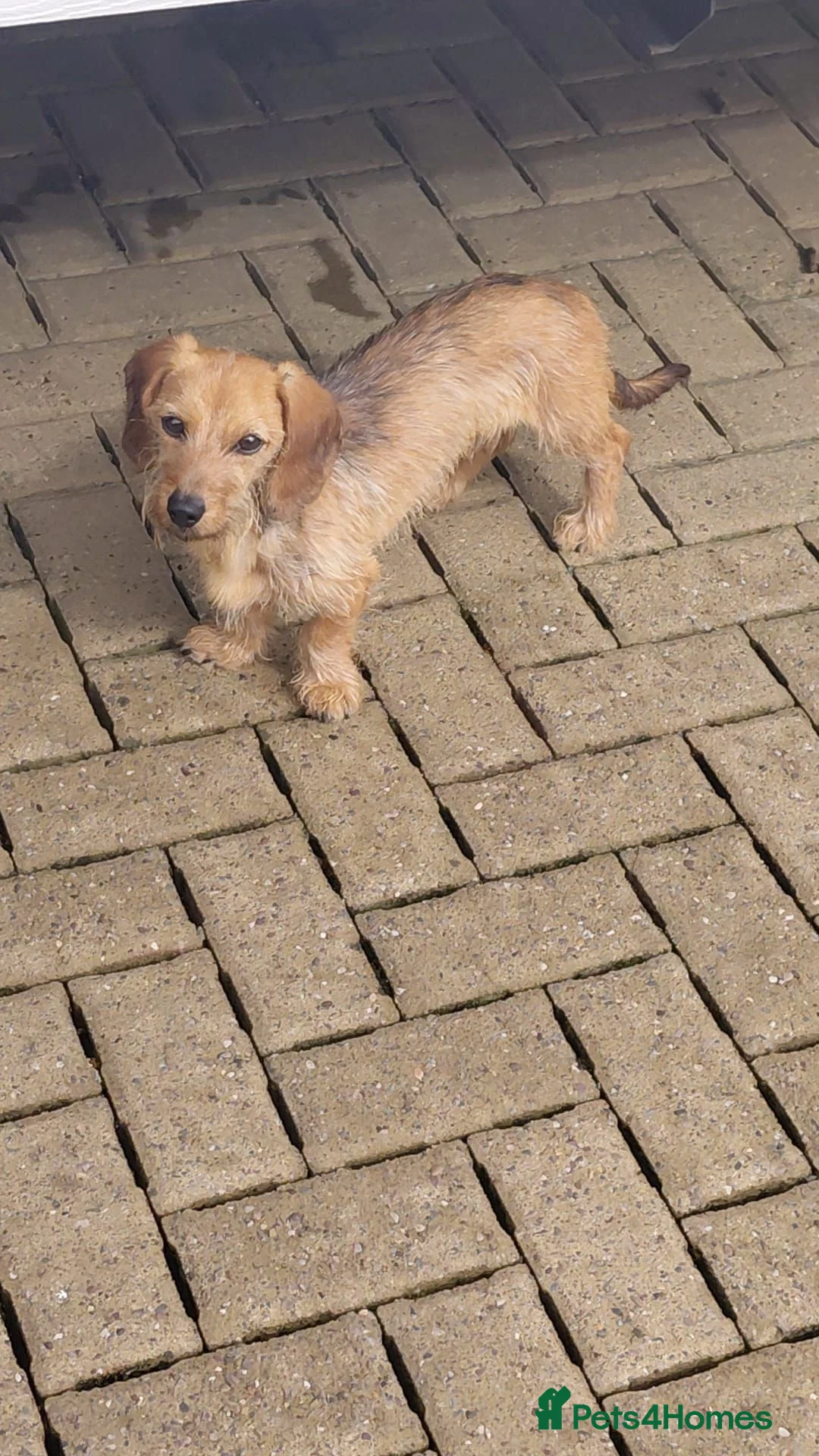 Dachshund dogs for sale: WIRE HAIRED DASHUND BOY  in Bilston - Advert 8