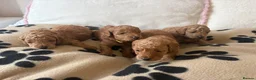 Toy Poodle dogs for sale: 🐾✨Exceptional Toy Poodle Puppies ✨🐾 - Advert 10