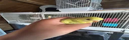Budgerigars birds for sale: 2 Hand tame babies  - Advert 8