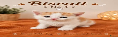 Mixed Breed Kitten 4