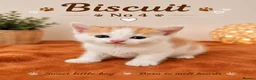 Mixed Breed cats for sale:     Beautiful Healthy Kittens Ready To Reserve  - Advert 7