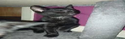 Bombay cats for sale: Black kittens  in Kirkcaldy - Advert 11