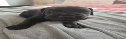 Great Dane dogs for sale: Great dane pups  - Advert 37