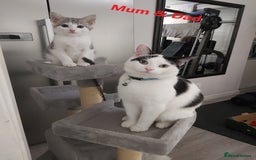 Mixed Breed cats for sale: 6 X BEAUTIFUL MIXED BREED KITTENS BORN 23.08.2025  - Image 25