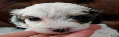 Ben