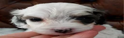Cockapoo dogs for sale: Reduced - 2 Beautiful Cockapoos.  - Advert 25