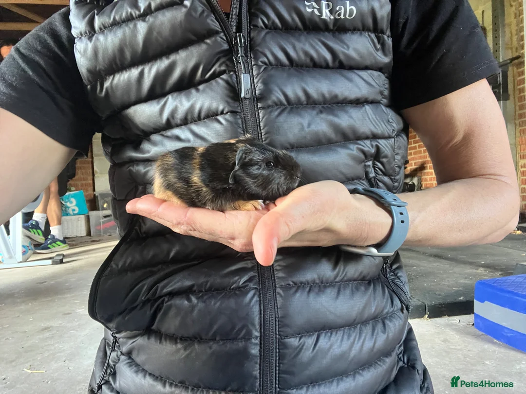 Guinea Pig rodents for sale: Cute baby guinea pigs  - Advert 7