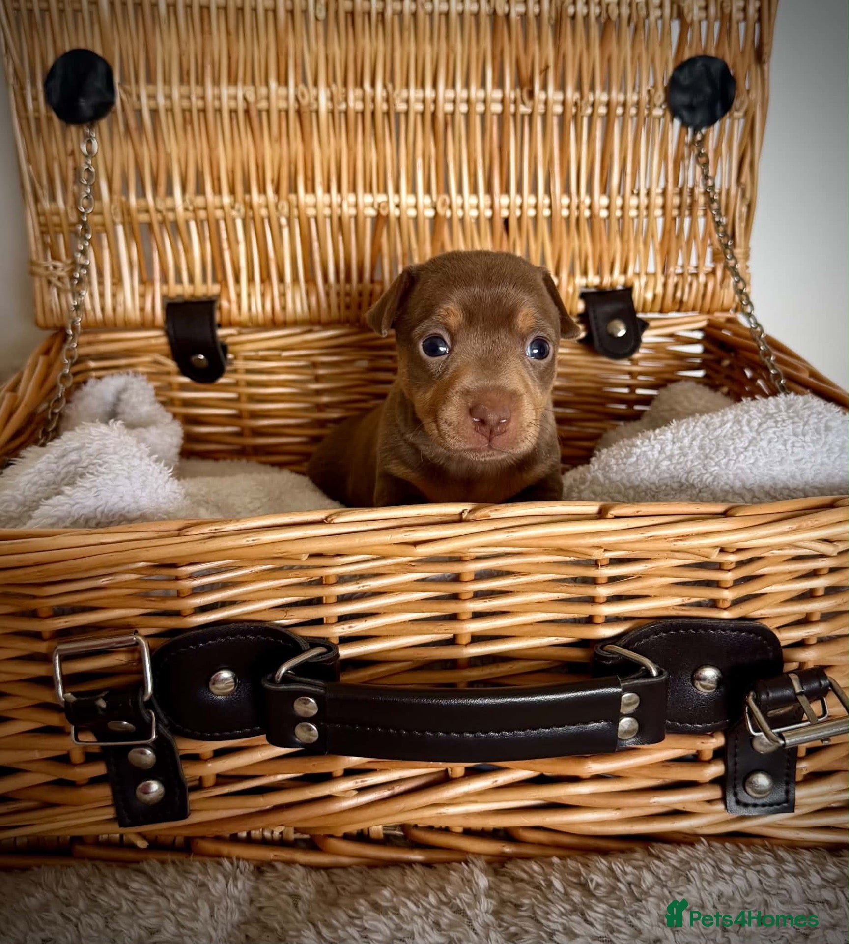 Jack Russell dogs Unique chocolate and tan girl Jack Russell  - Advert 2