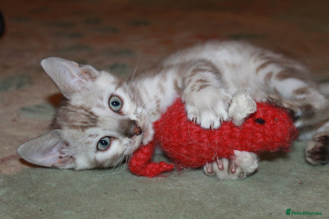 Bengal cats for sale: Last snow boy READY NOW  - Advert 4