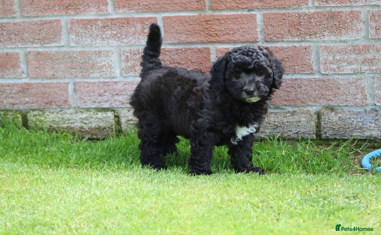 Cavapoochon dogs - Advert 3