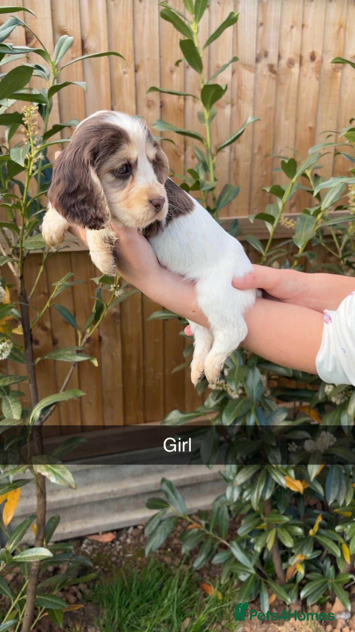 Cocker Spaniel dogs Cocker Spaniel puppies - Advert 2