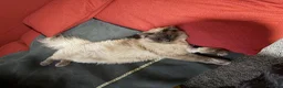 Ragdoll cats for sale: Loki updated  - Advert 1