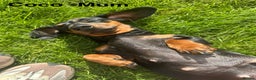 Dachshund dogs for sale: Dachshund pups black and tan - Advert 2