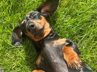 Dachshund dogs Dachshund pups black and tan - Advert 1