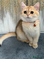 British Shorthair cats British shorthair golden TICA - Advert 12