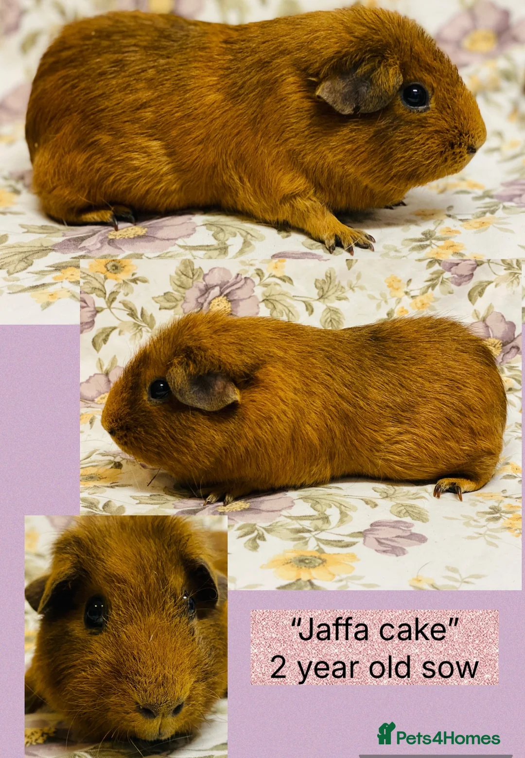 Guinea Pig rodents for sale: Adult female Guineapigs available for pet homes - Advert 7