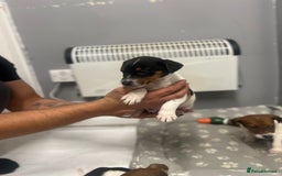 Jack Russell dogs for sale: 5 jack Russel puppies  - Image 15