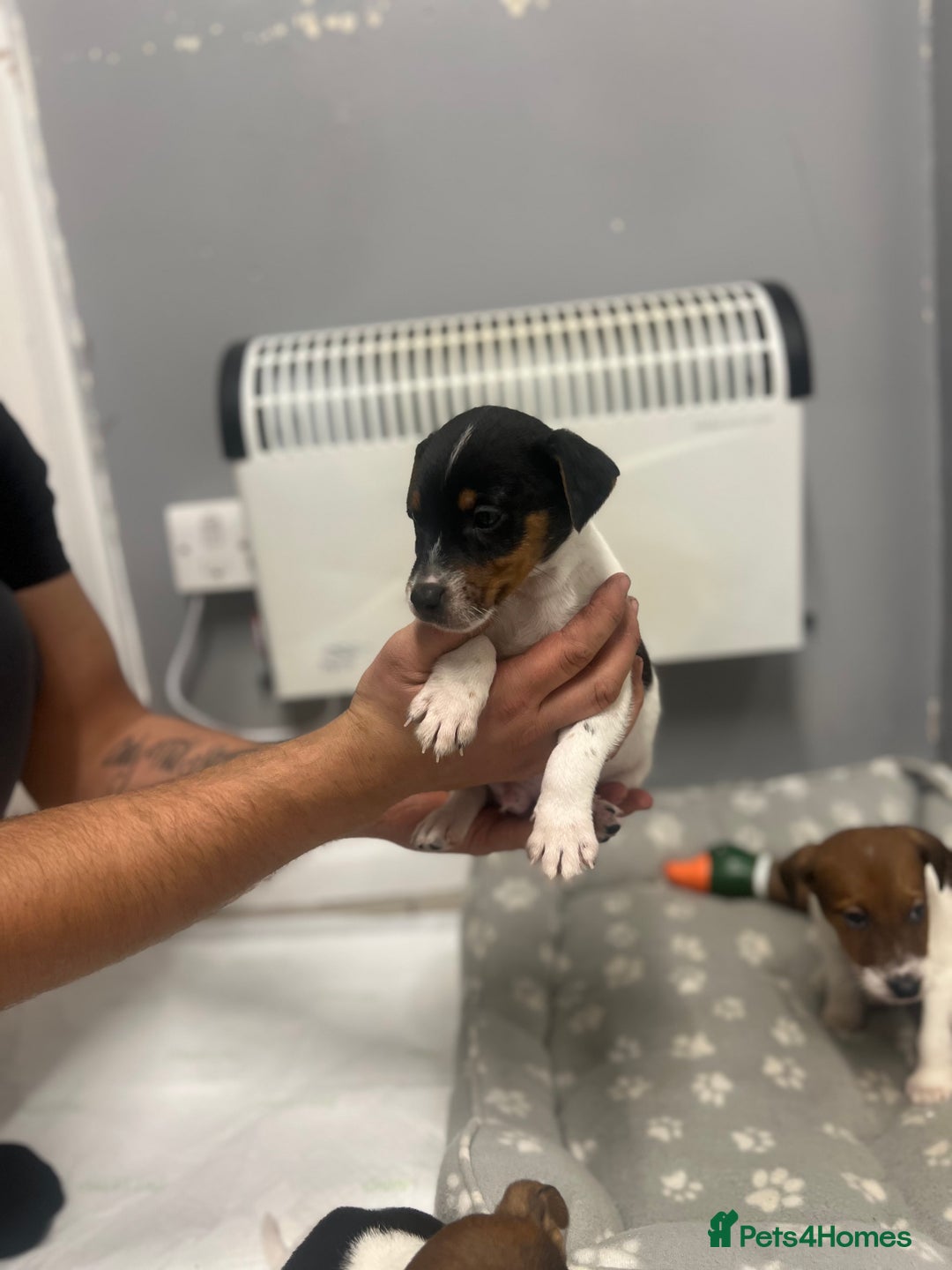 Jack Russell dogs for sale: 5 jack Russel puppies  - Image 15