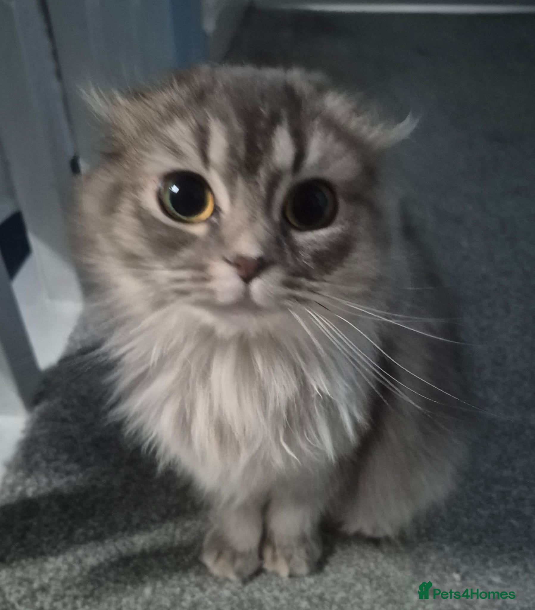 Scottish Fold cats Beautiful grey Female Scottish fold  - Advert 2
