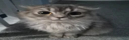 Scottish Fold cats for sale: Beautiful grey Female Scottish fold  - Advert 2