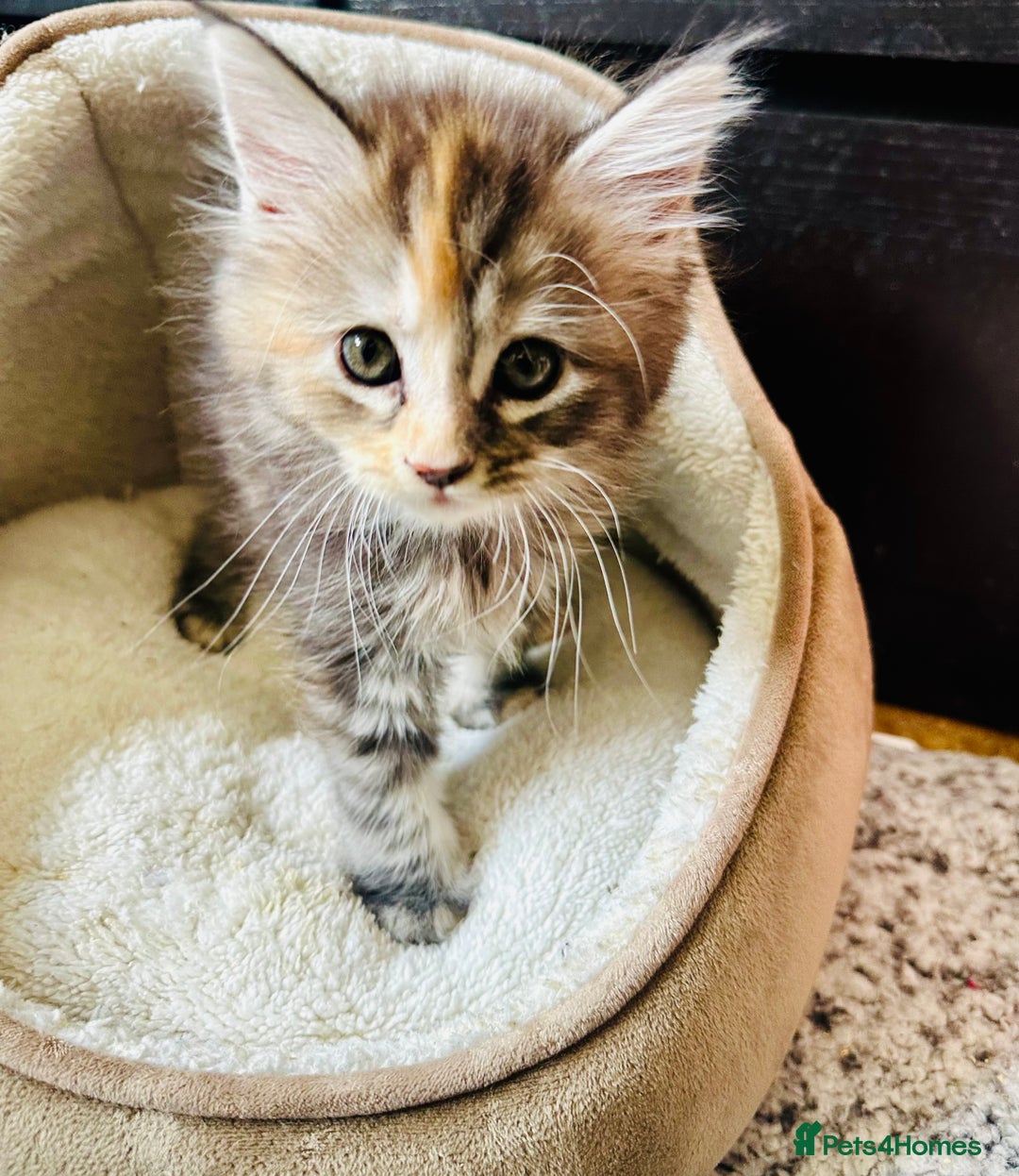 Maine Coon cats for sale: Mainecoon kittens  - Image 9