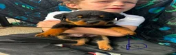 Rottweiler dogs for sale: Gorgeous Rottweiler puppies  - Advert 5