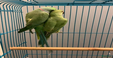 Ringnecks birds Bonded pair of ringnecks need an owner now!! - Advert 10