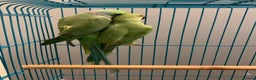 Ringnecks birds for sale: URGENT Bonded pair of ringnecks need an owner NOW! - Advert 3