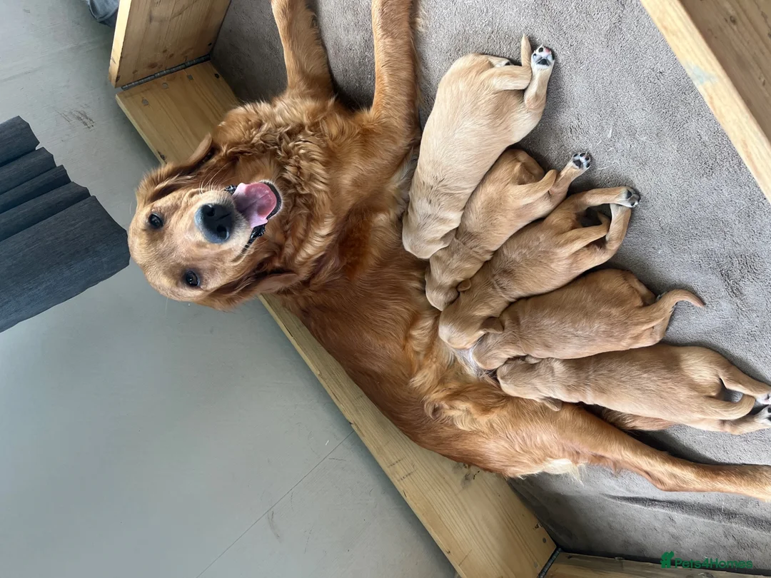 Golden Retriever dogs for sale: Ivys Golden retriever pups 🫶 - Advert 21