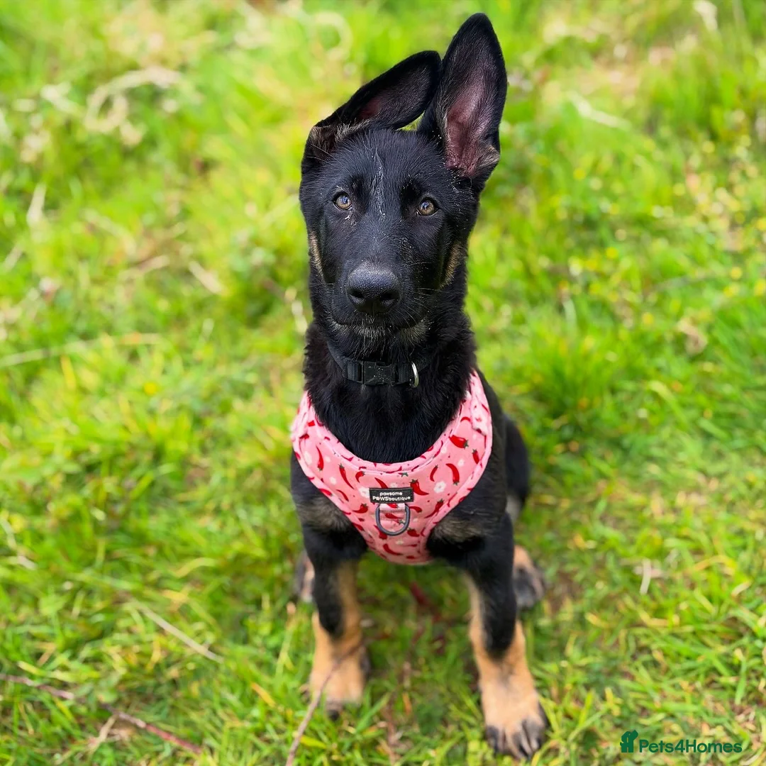 German Shepherd dogs for sale: Trainer owned - Stable, Confident Puppy - Advert 1