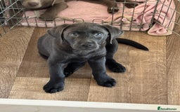 Labrador Retriever dogs for sale: Last of litter K.C Charcoal Labrador girl 9 Weeks - Image 1