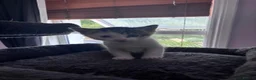 Mixed Breed cats for sale: Mainecoonx kittens  - Advert 16