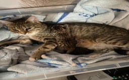 Mixed Breed cats for sale: 2 kittens for sale - Image 5