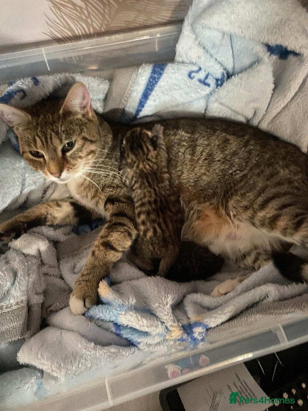 Mixed Breed cats for sale: 2 kittens for sale - Image 5