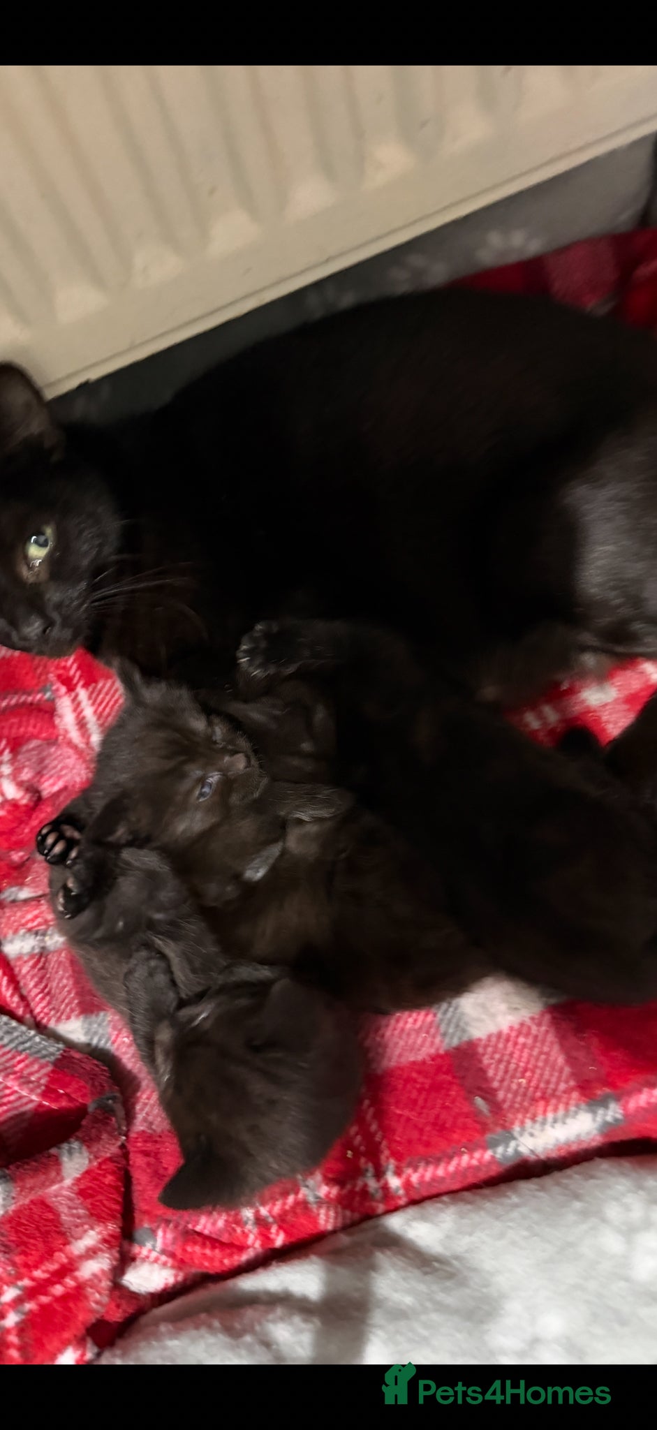 Domestic Shorthair cats for sale: 3 adorable babies are looking for home - Advert 2
